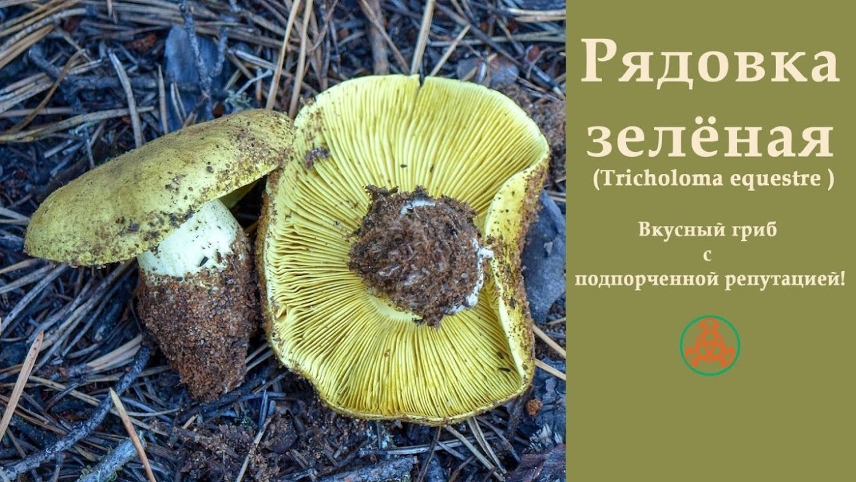 Сыроежка желчная гриб