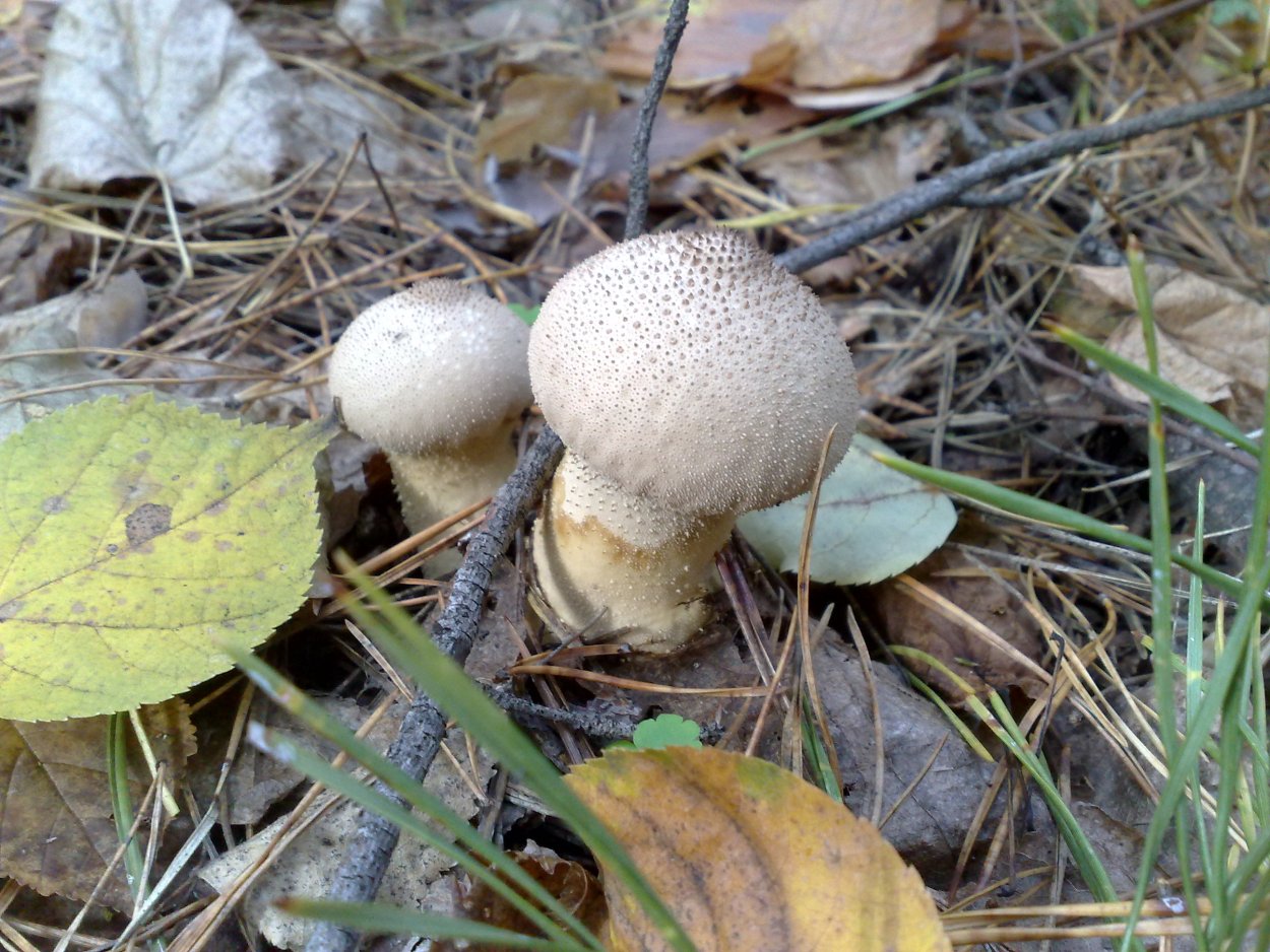 Зеленушка (Tricholoma equestre)