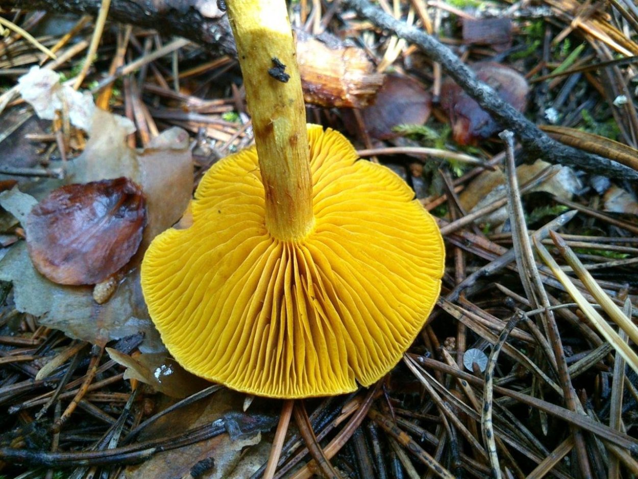 Гриб паутинник шафрановый