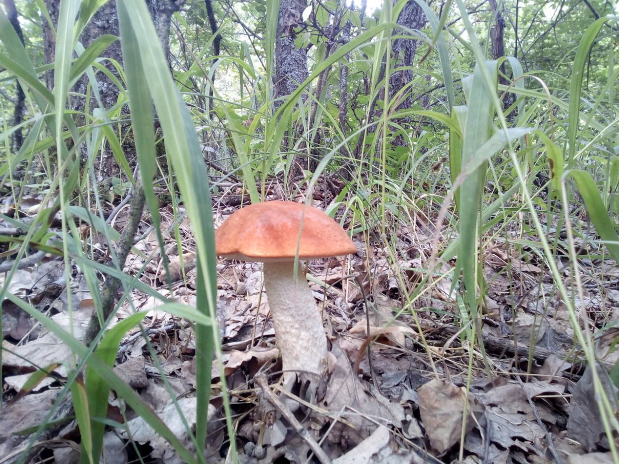 Больбитус золотистый гриб