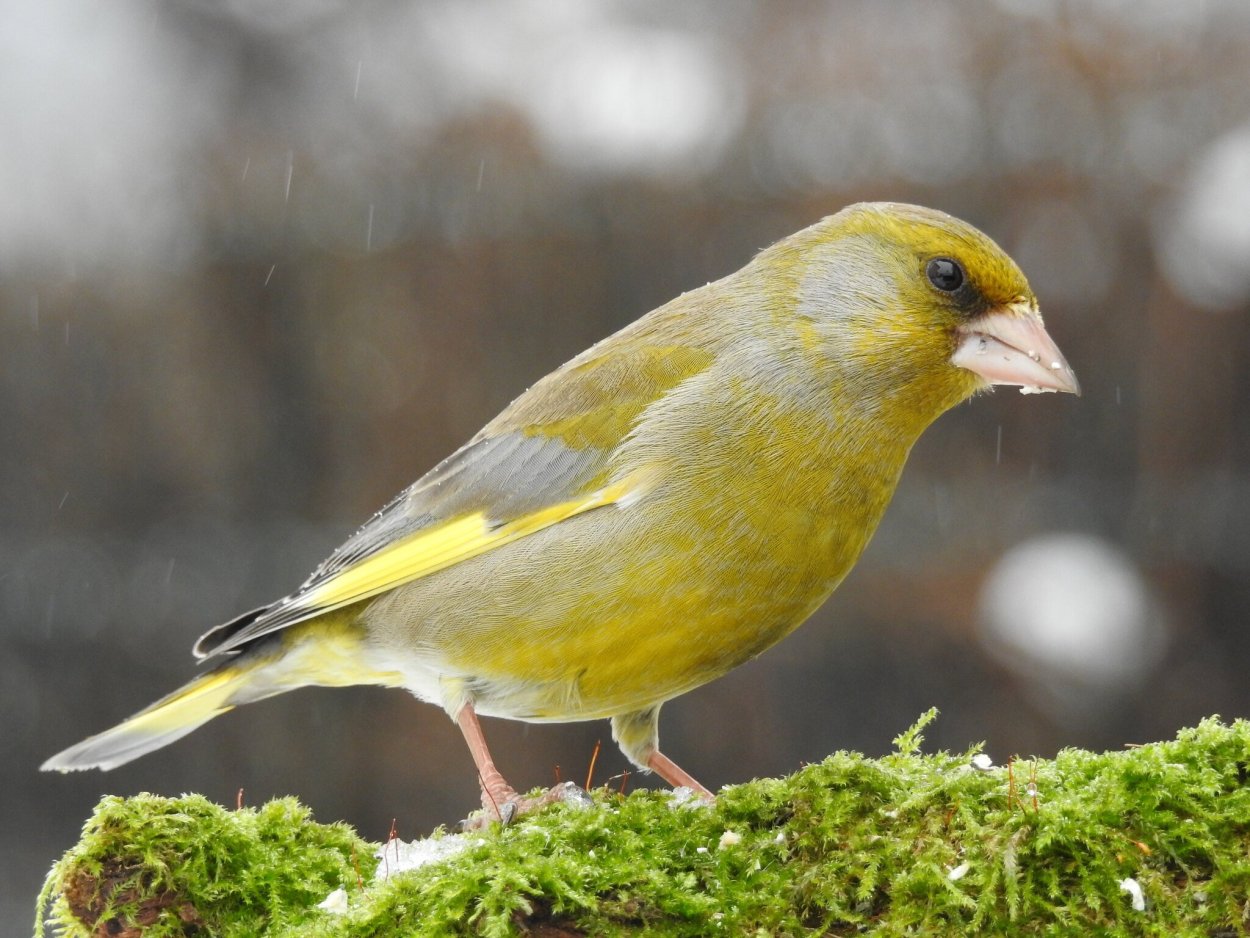 Гриб рядовка серая