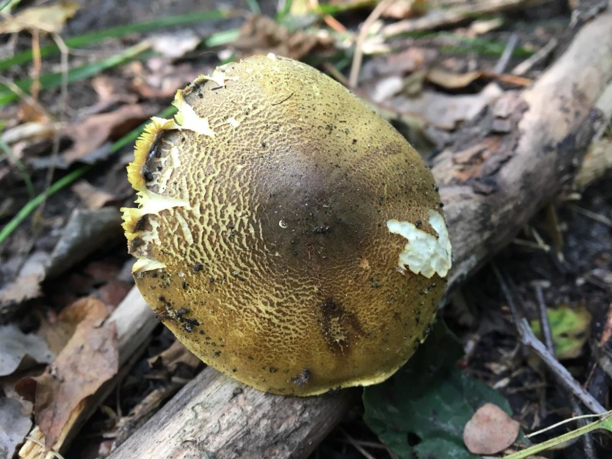 Гриб желто-зеленая Гигроцибе