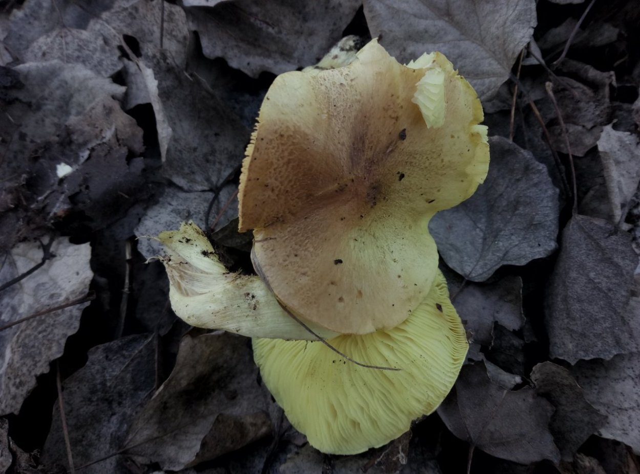 Зеленушка (Tricholoma equestre)