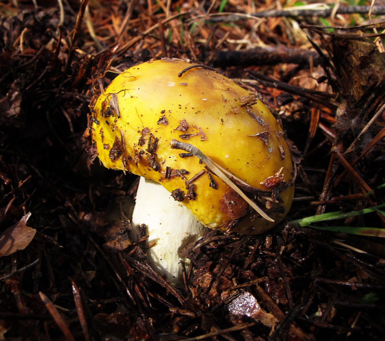 Зеленушка (Tricholoma equestre)
