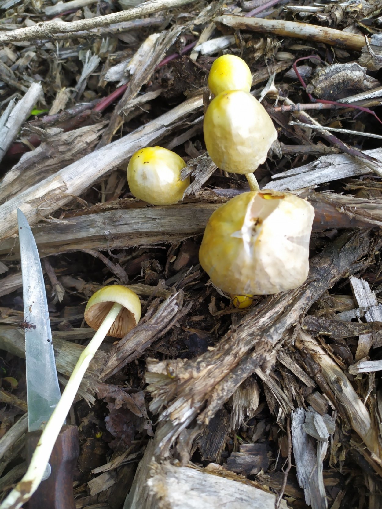 Гриб зеленуха желтопузая