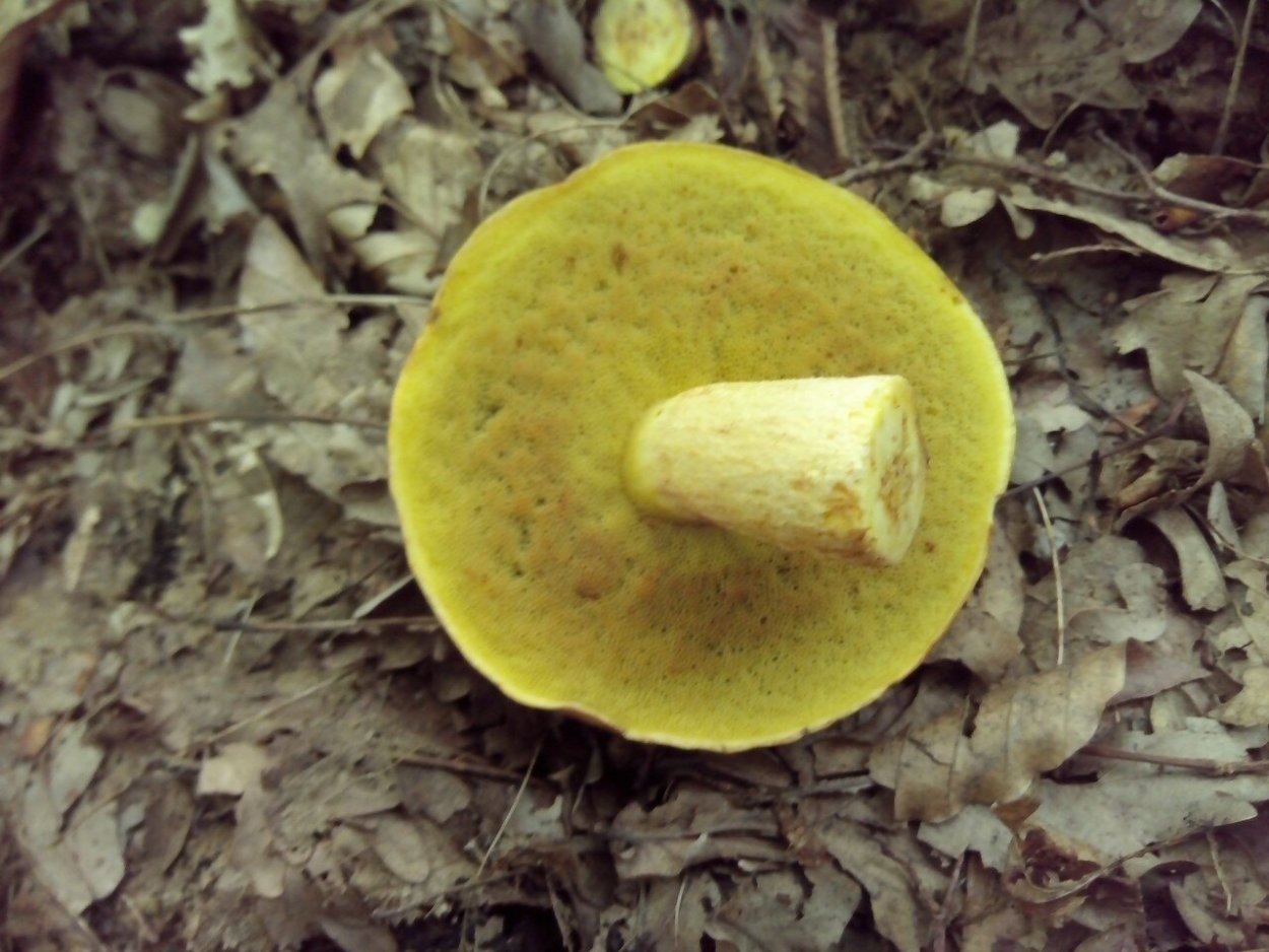 Зеленушка гриб ядовитый