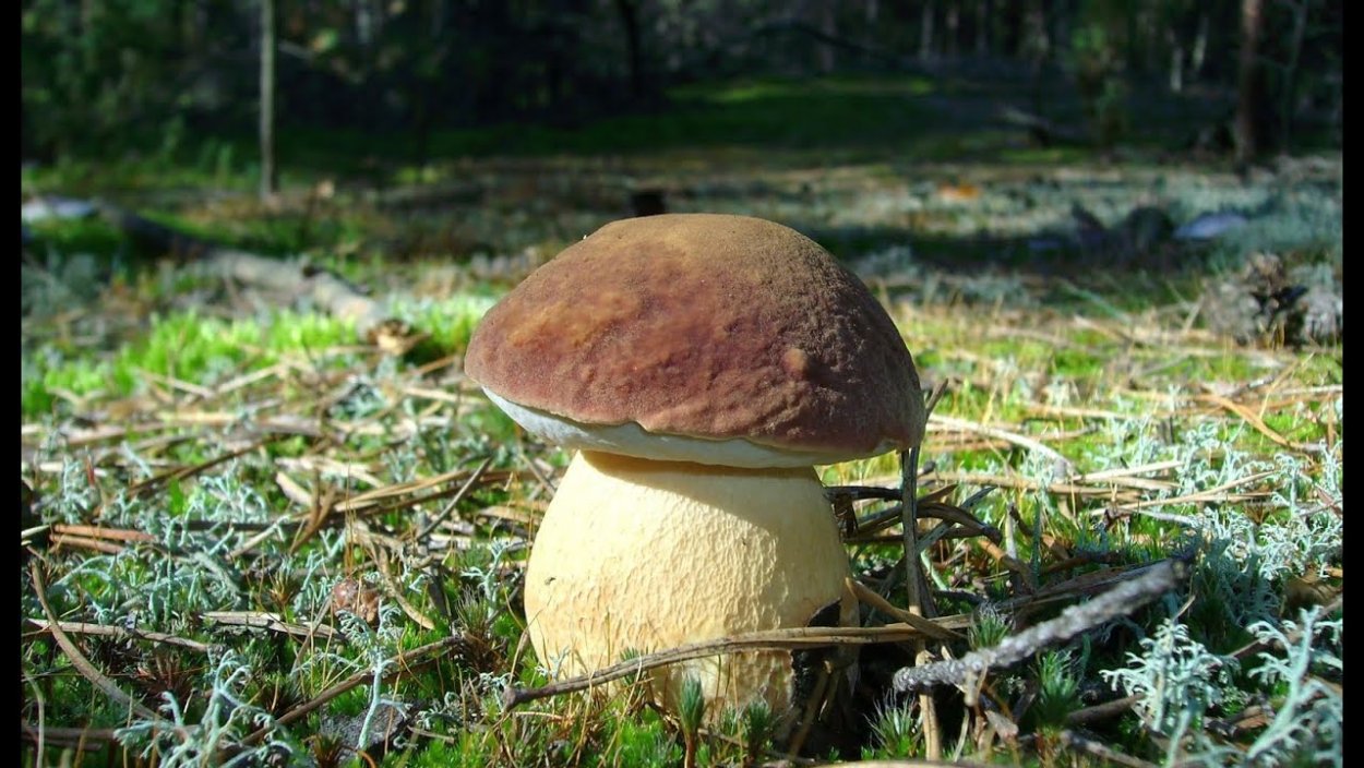 Финский белый гриб