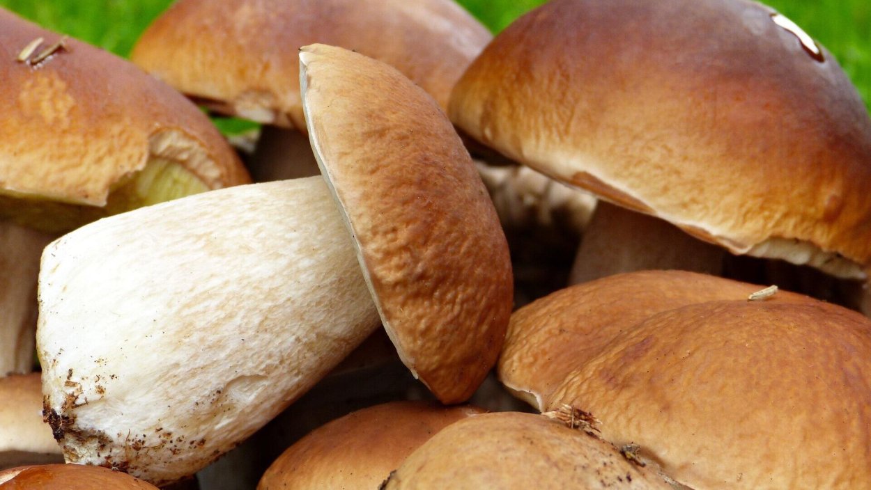 Грибы белые свежие