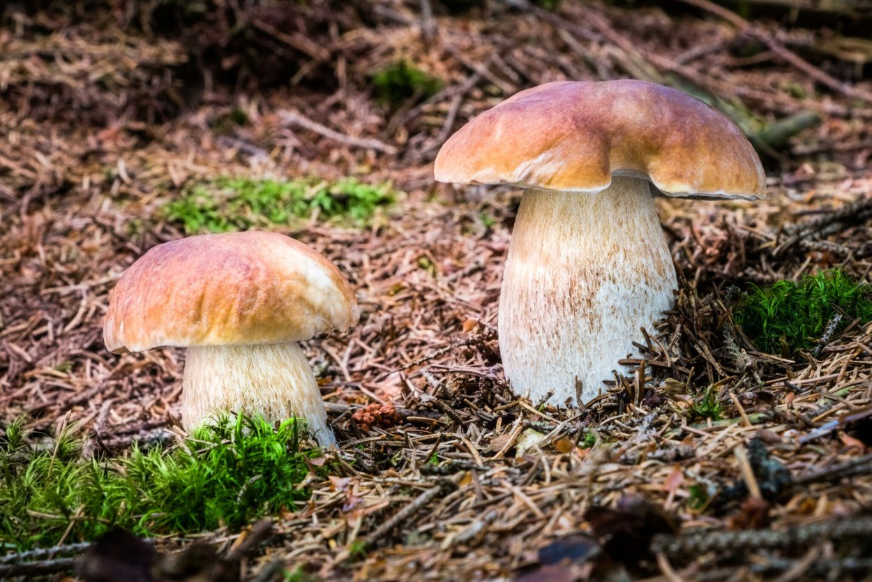 Боровой белый гриб