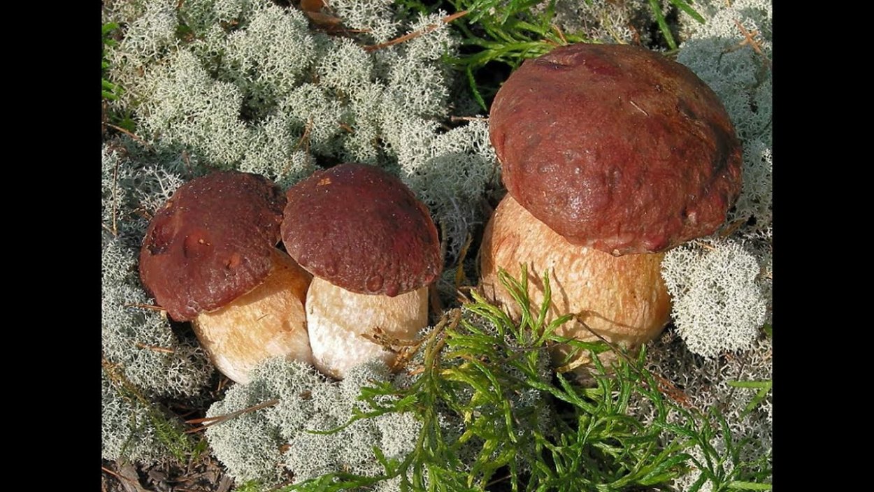 Белые грибы в Красновишерске