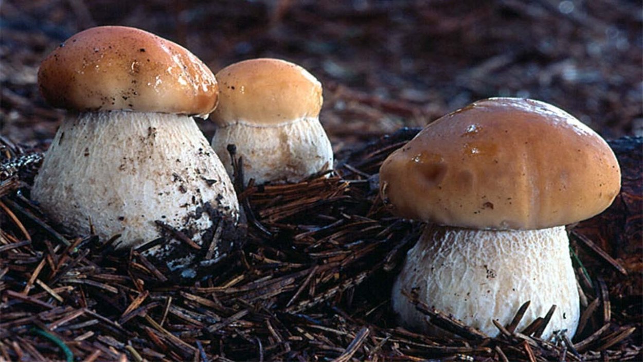 Гриб Валуй белый фото