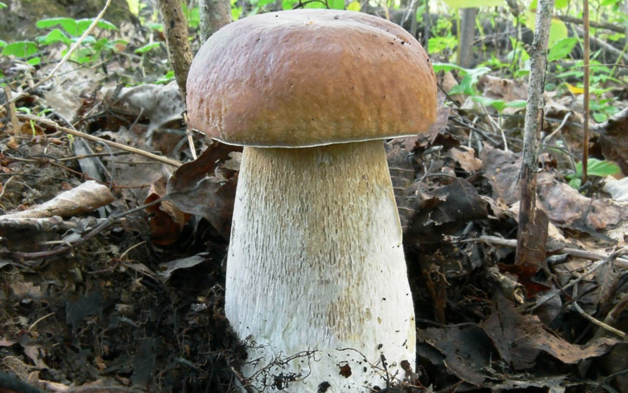 Боровик красно-желтый (Boletus rhodoxanthus)