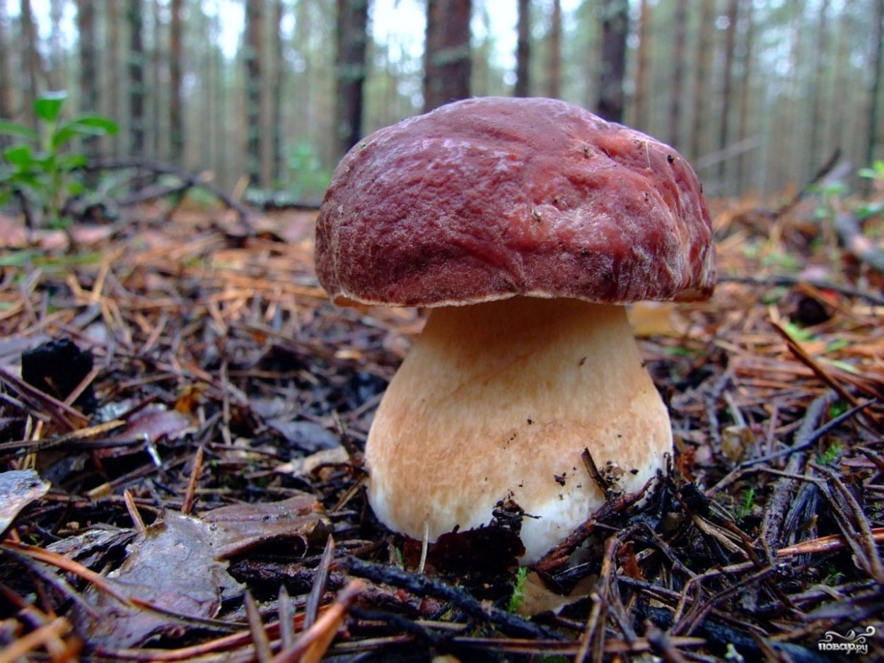 Белый гриб Боровик