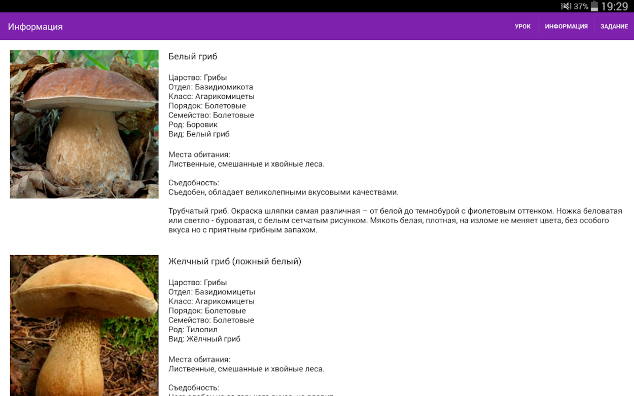 Характеристика желчного гриба