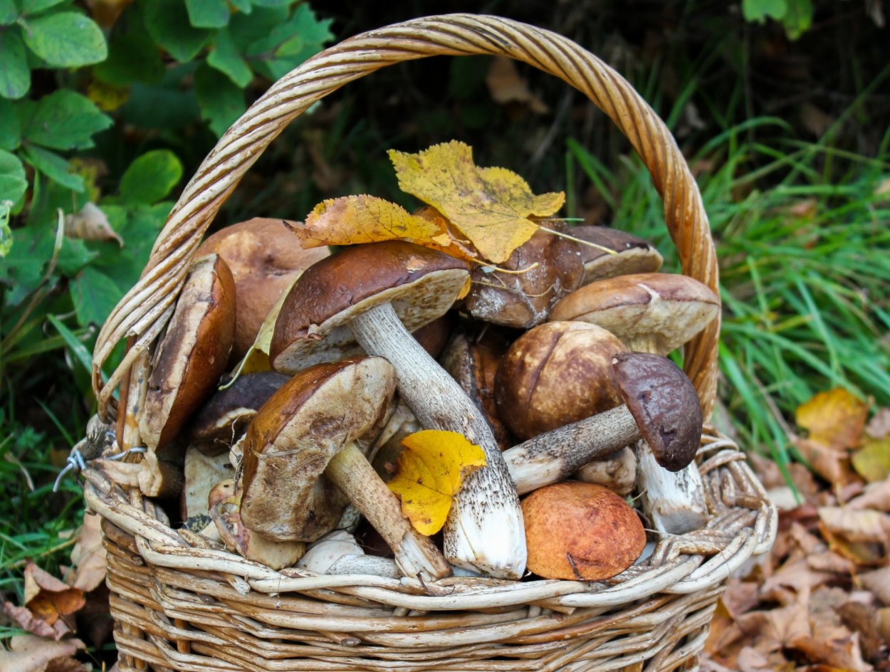 Белый гриб бронзовый Boletus aereus