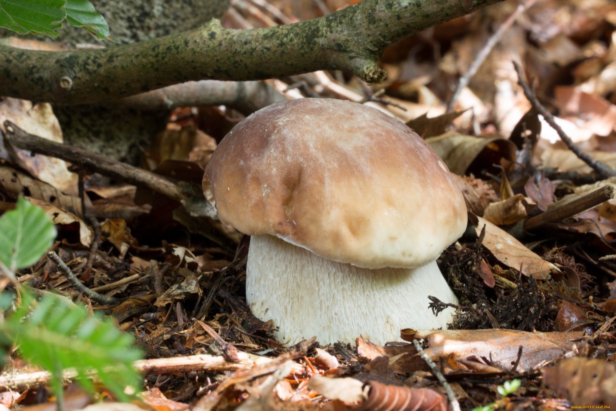 Ложный Боровик белый гриб