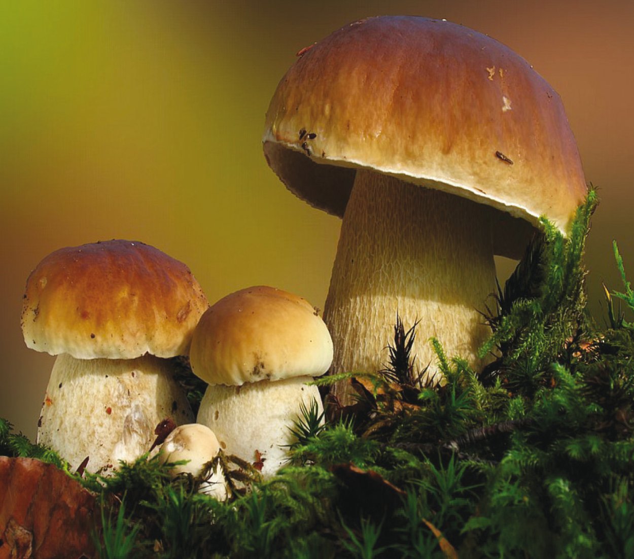 Грибы семейства белых