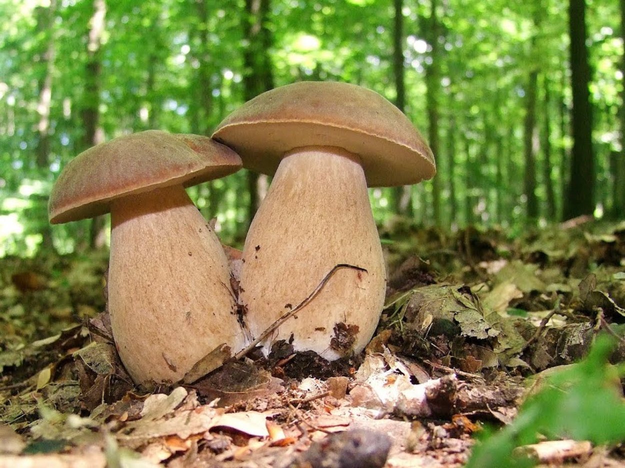 Белый гриб сетчатый Boletus reticulatus.