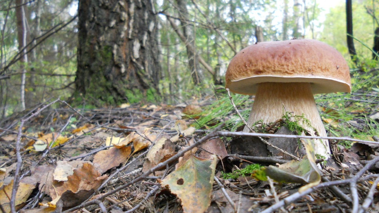 Белый гриб берёзовый (Boletus betulicolus)