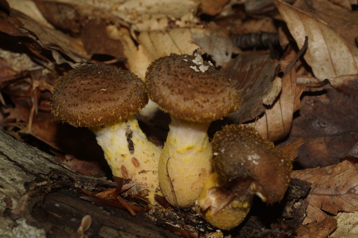 Съедобные грибы Краснодарского края