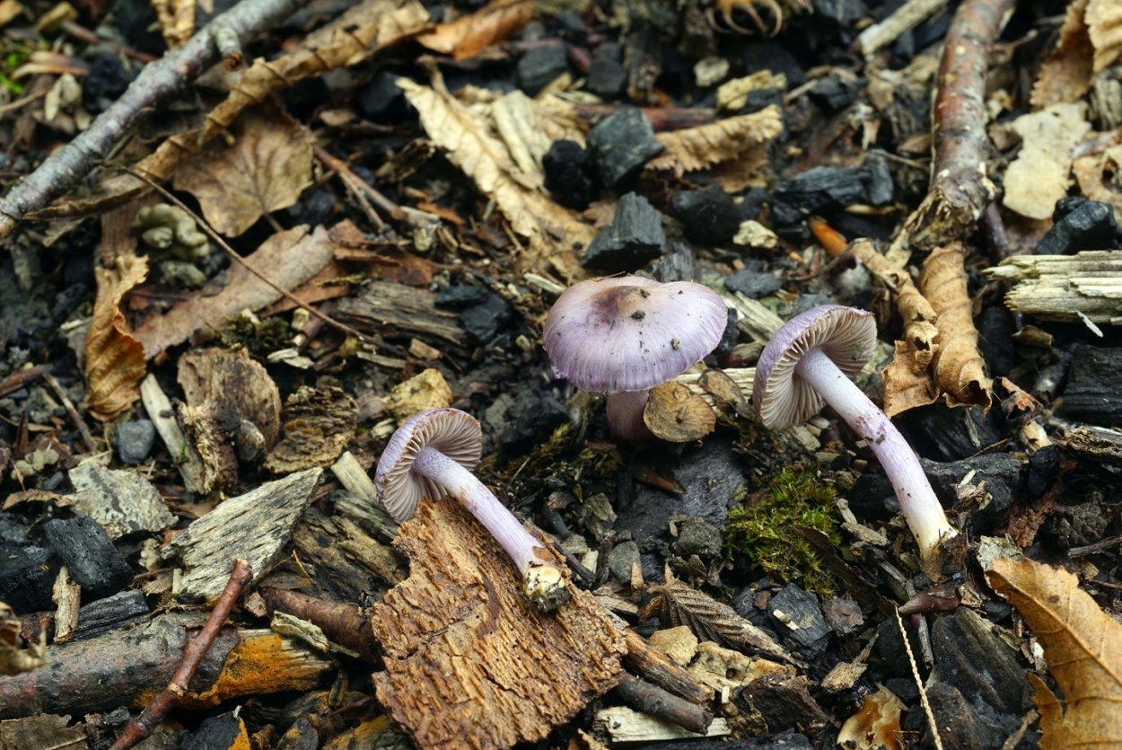 Осень грибы