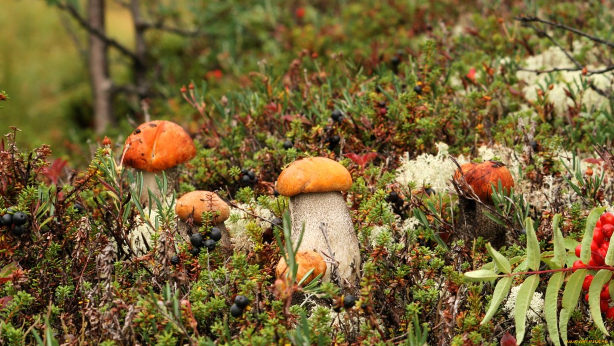 Красноголовые подосиновики