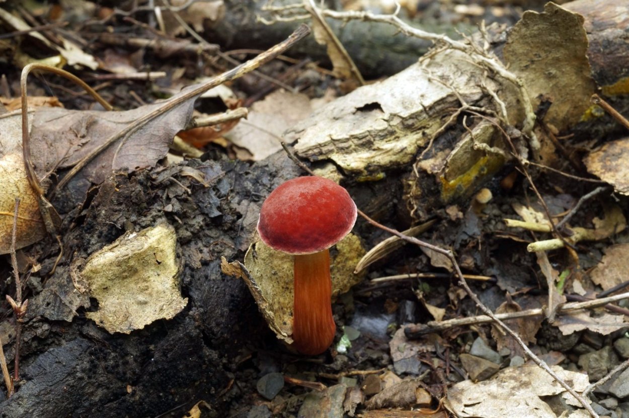 Дубовик оливково-бурый на срезе