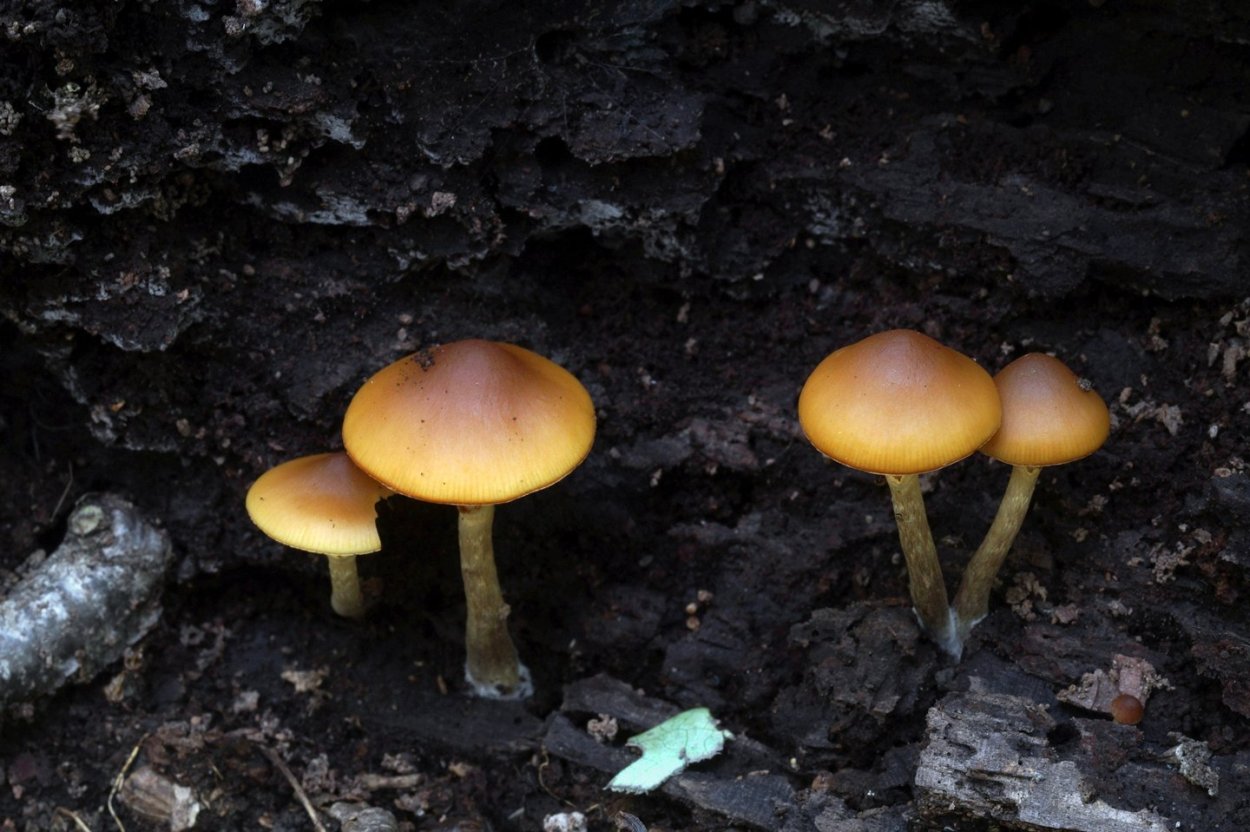 Гриб на Кубани чёрный круглый