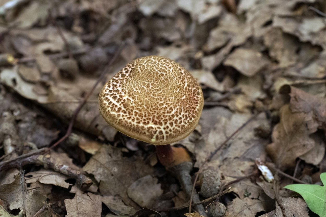 Грибы после дождя