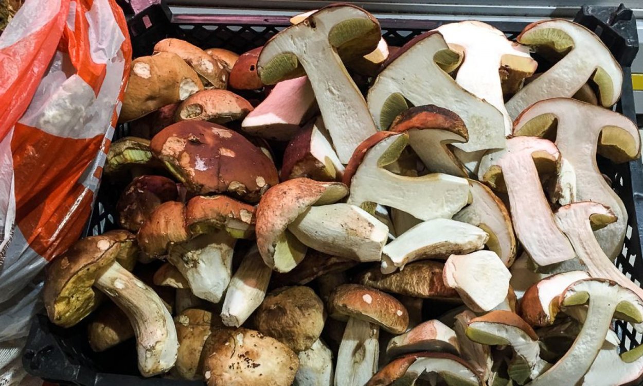 Грибы растут осенью в акации