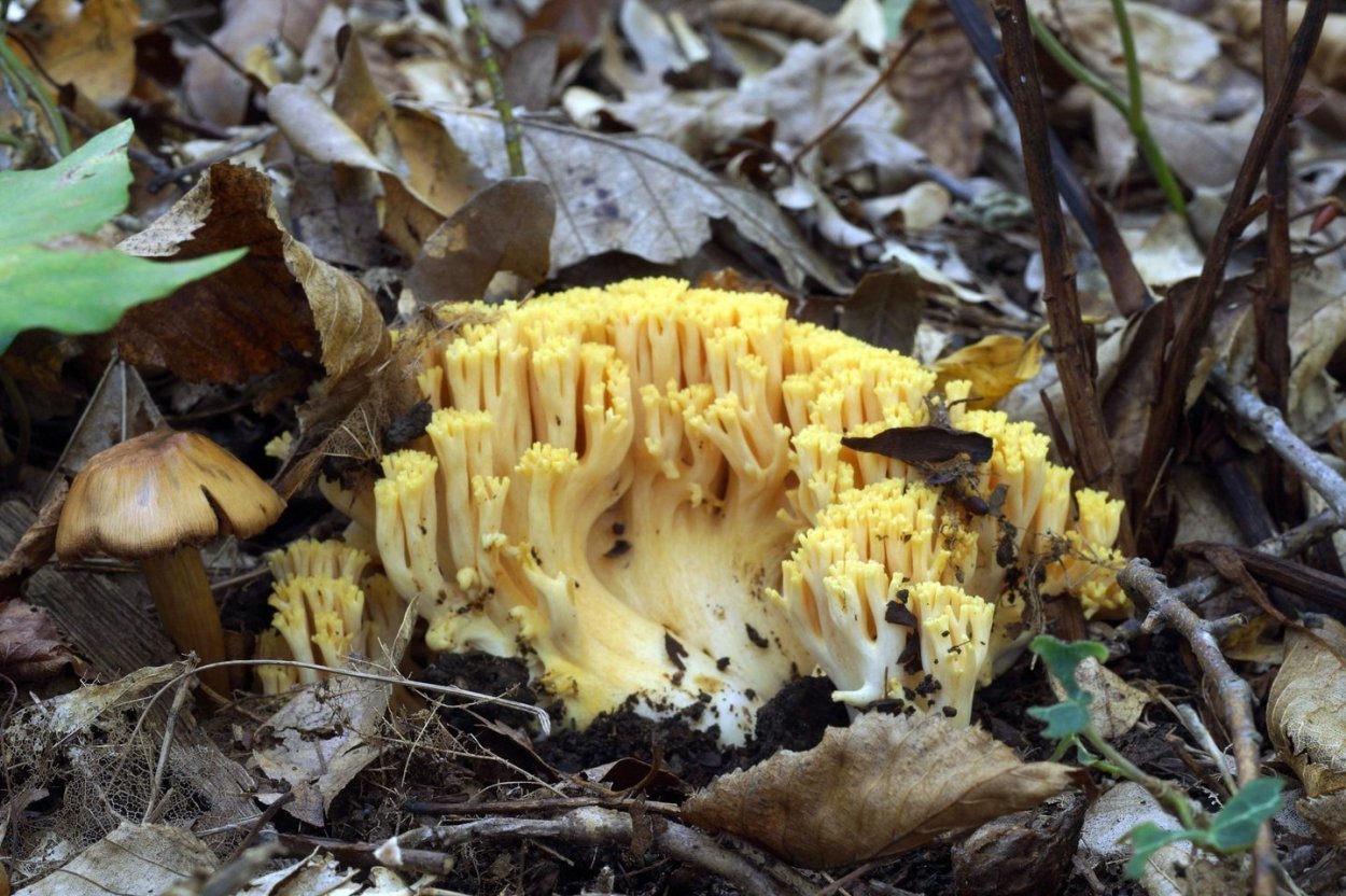 Грибы Краснодарский край маслята