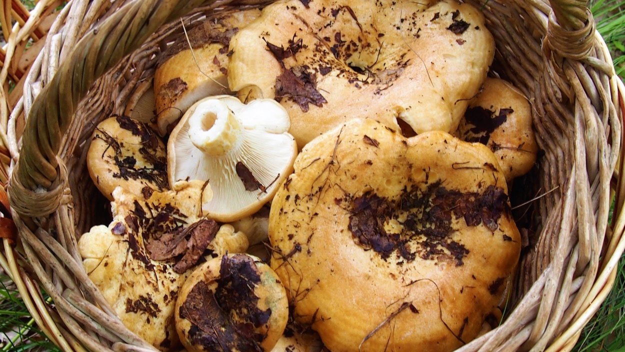 Грибы на опушке леса