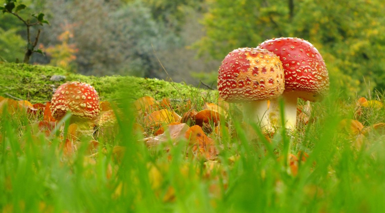 Мухомор Amanita muscaria