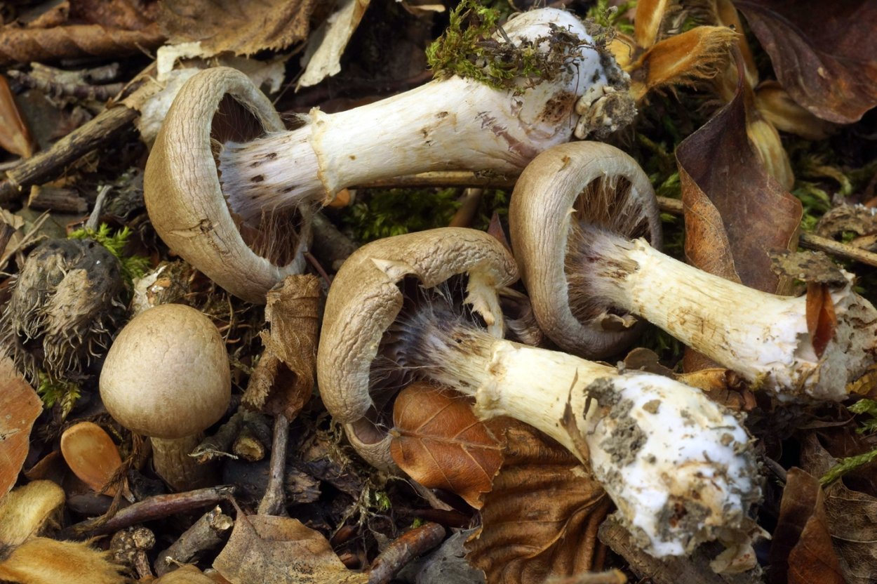 Растёт гигрофор под дубами?