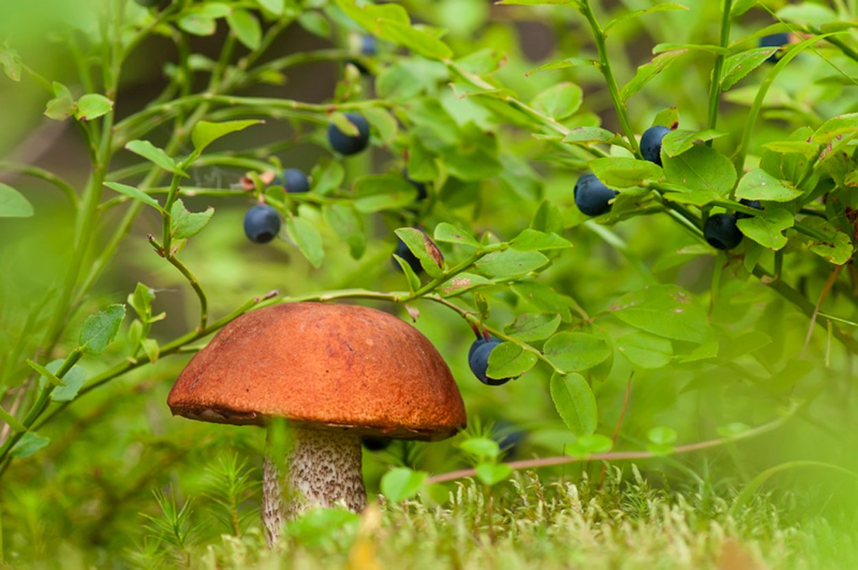 Грибы Ямала