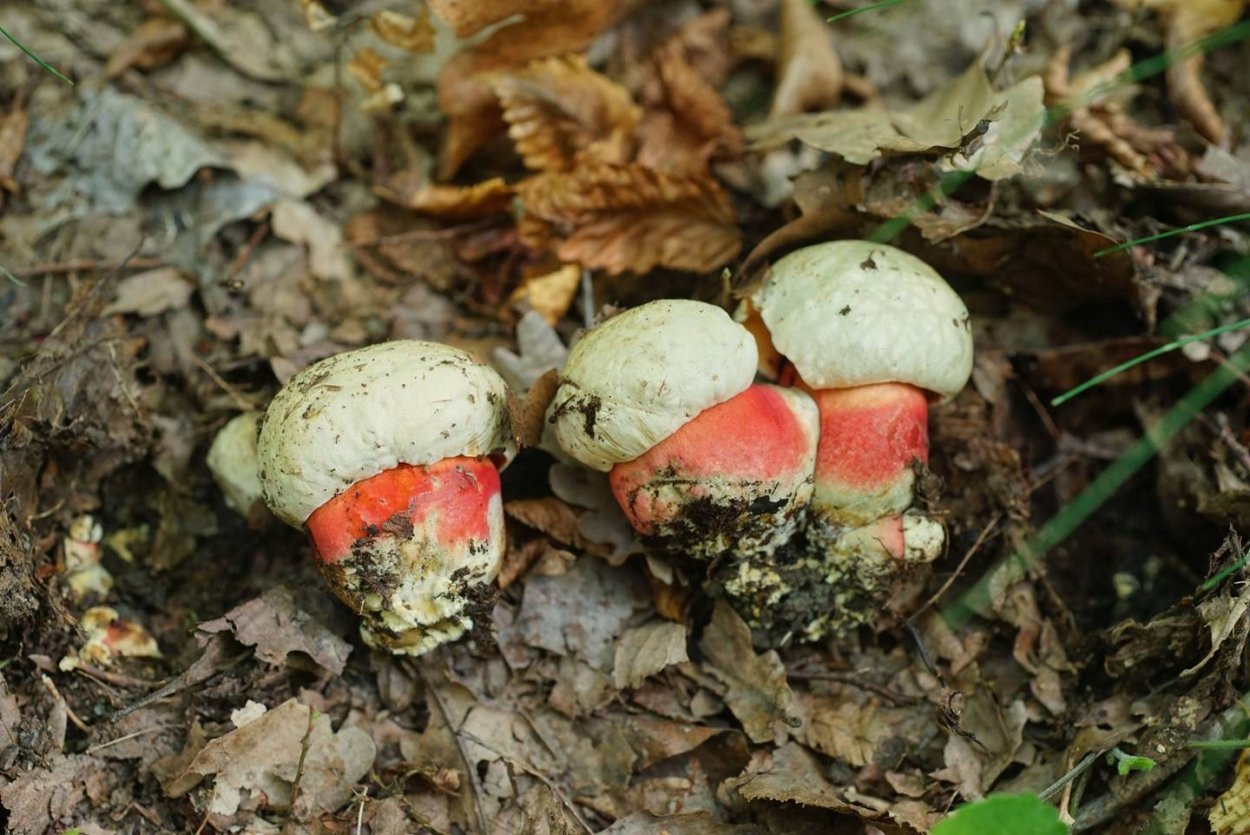 Весенние грибы съедобные Краснодарский край