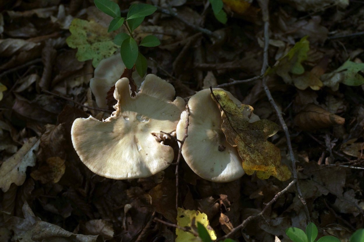 Опята в Калужской области