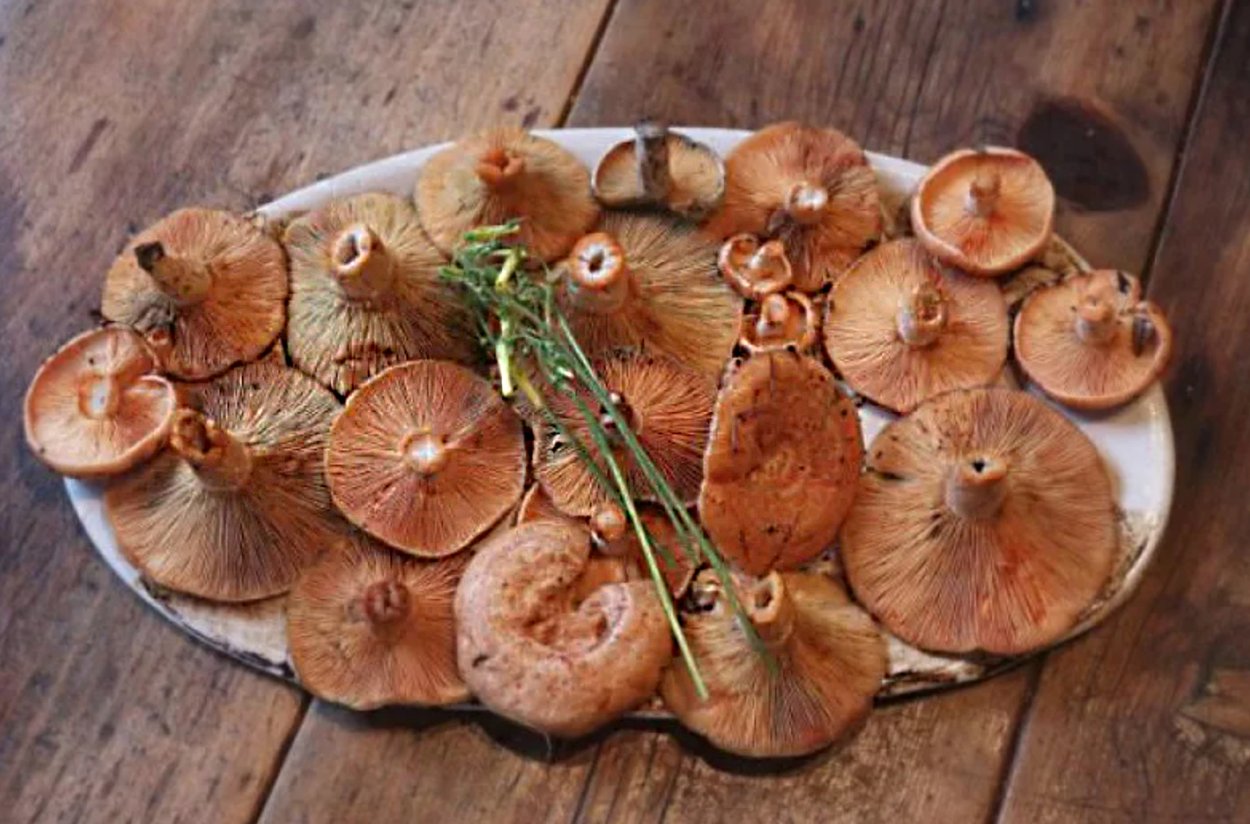 Рыжик еловый/еловик (Lactarius deterrimus);