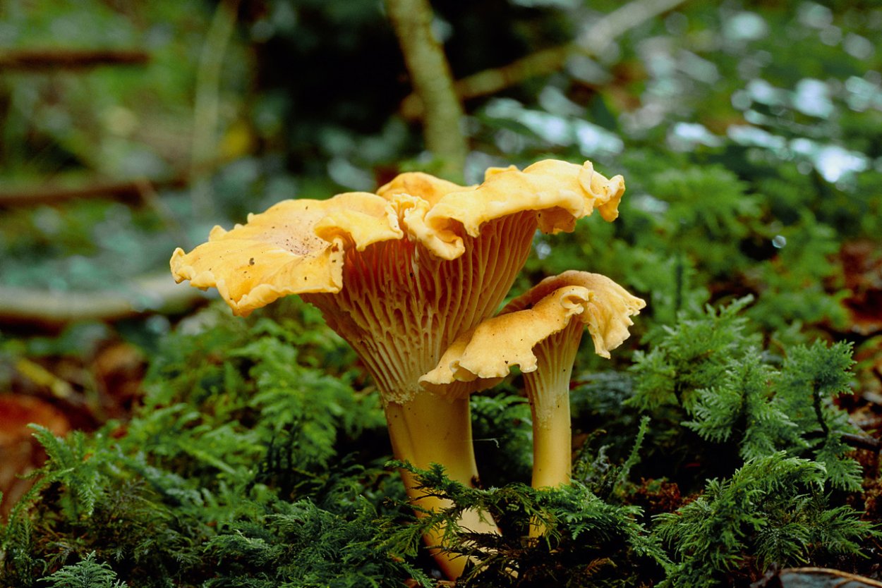 Рыжики грибы Царский гриб