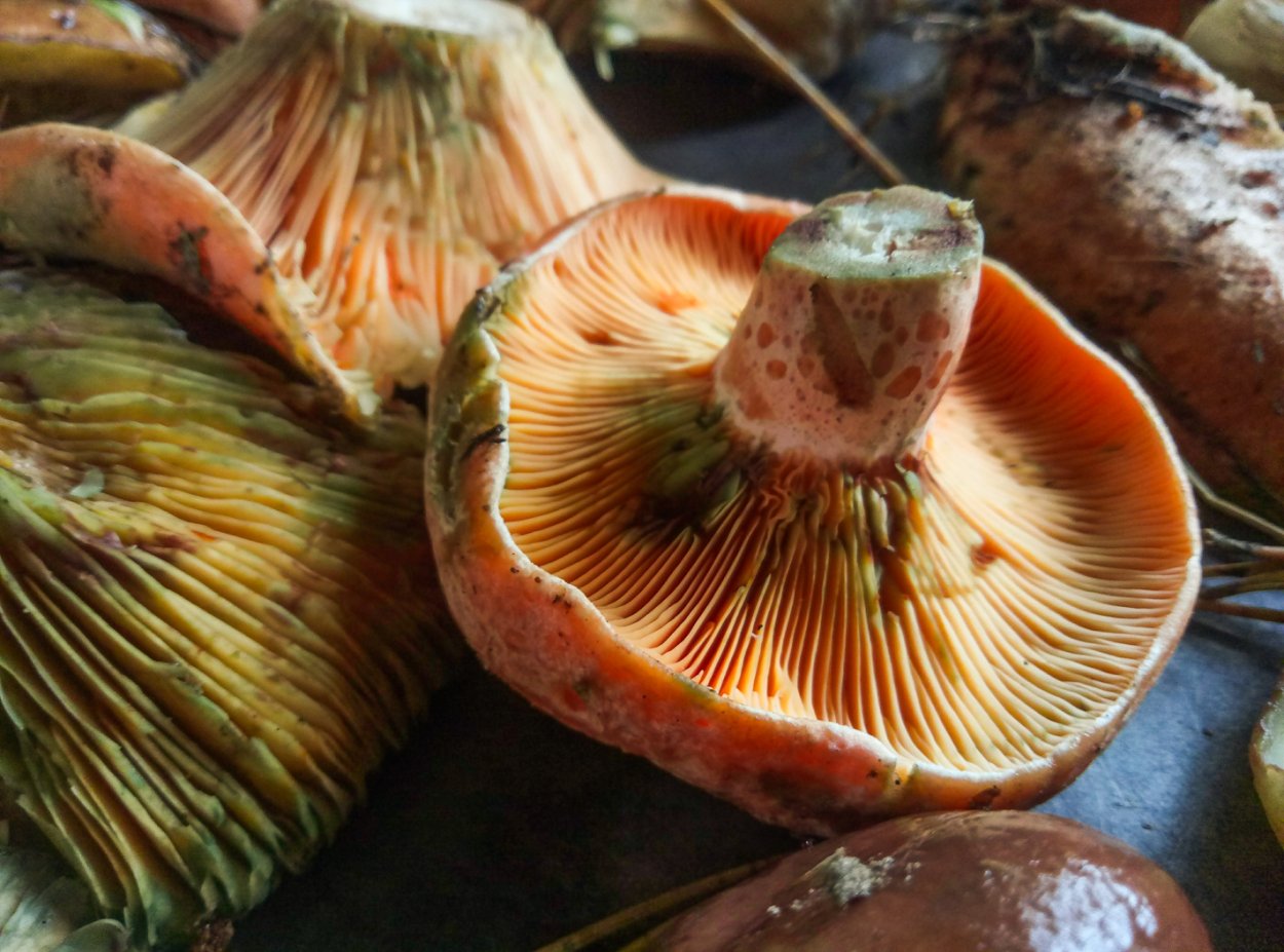 Рыжик Сосновый/Боровой (Lactarius deliciosus);