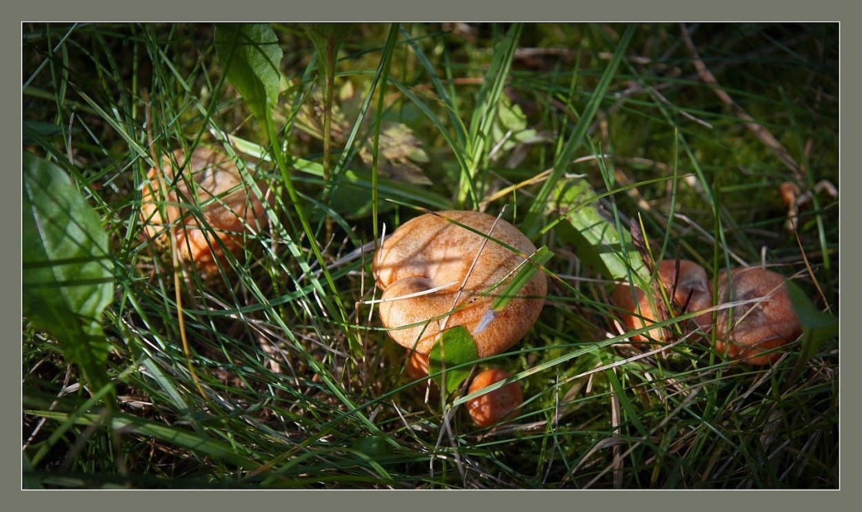 Млечник Рыжик гриб