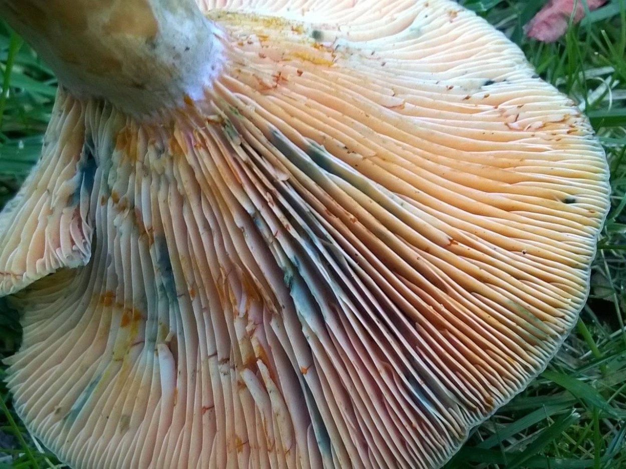 Поляна рыжиков