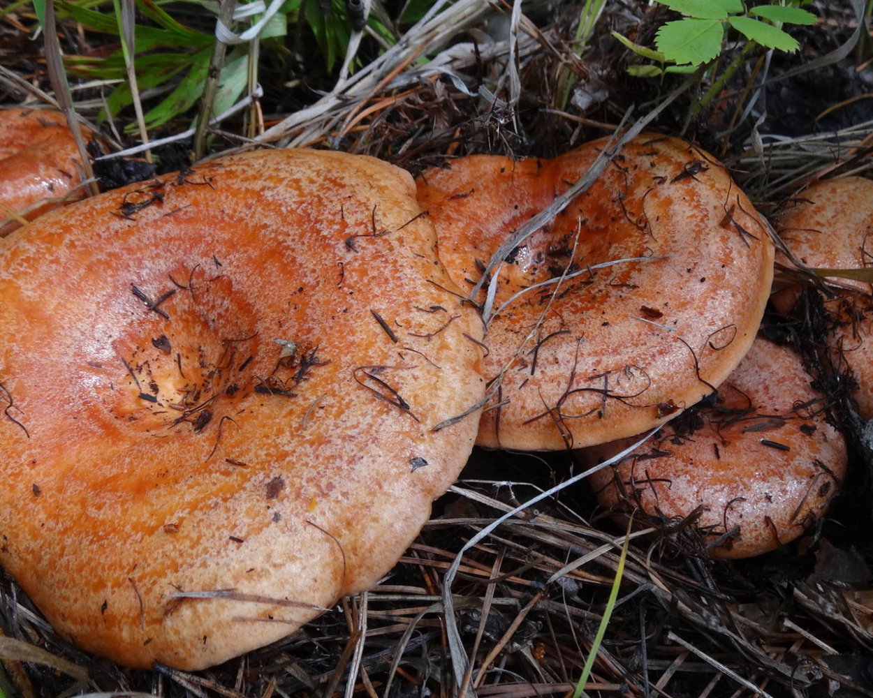 Lactarius semisanguifluus