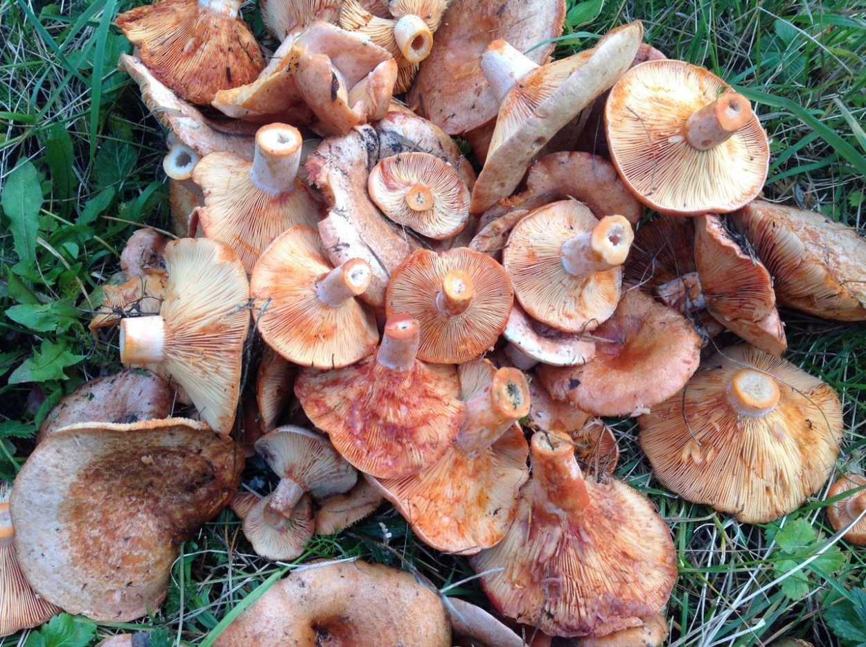 Рыжики грибы