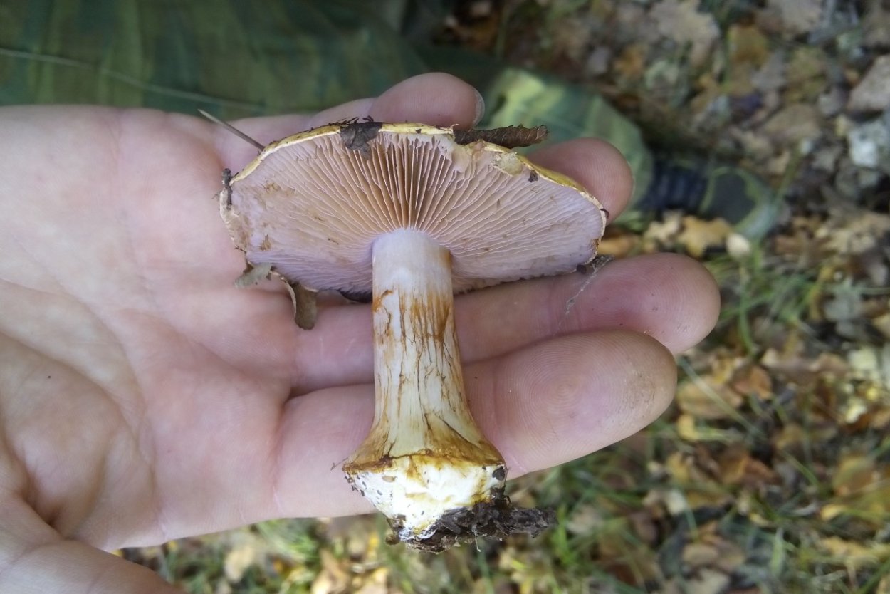 Царский мухомор