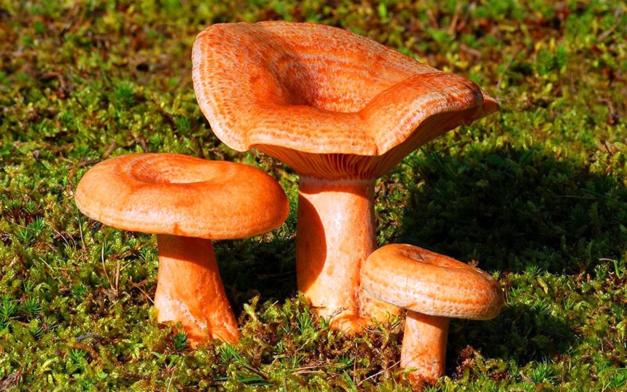 Рыжики грибы Лесные