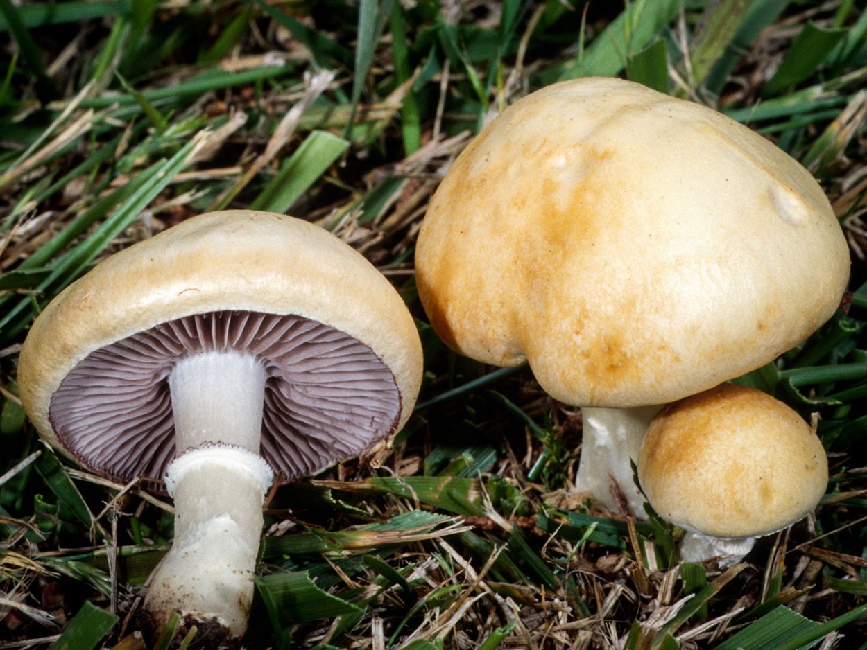 Строфария корончатая