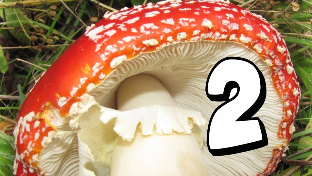 Шляпочные грибы мухомор