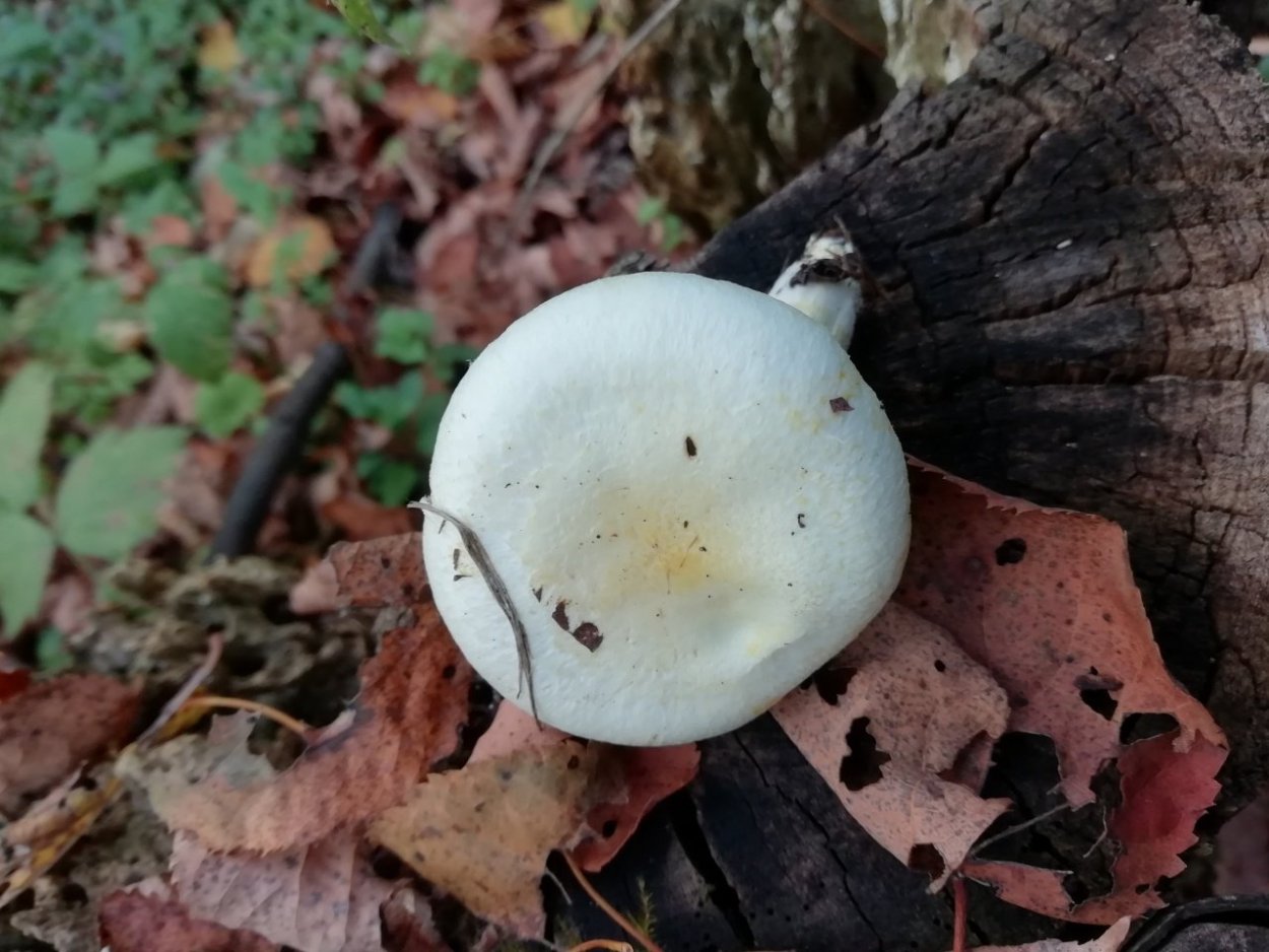 Грибы с белой шляпкой пластинчатые