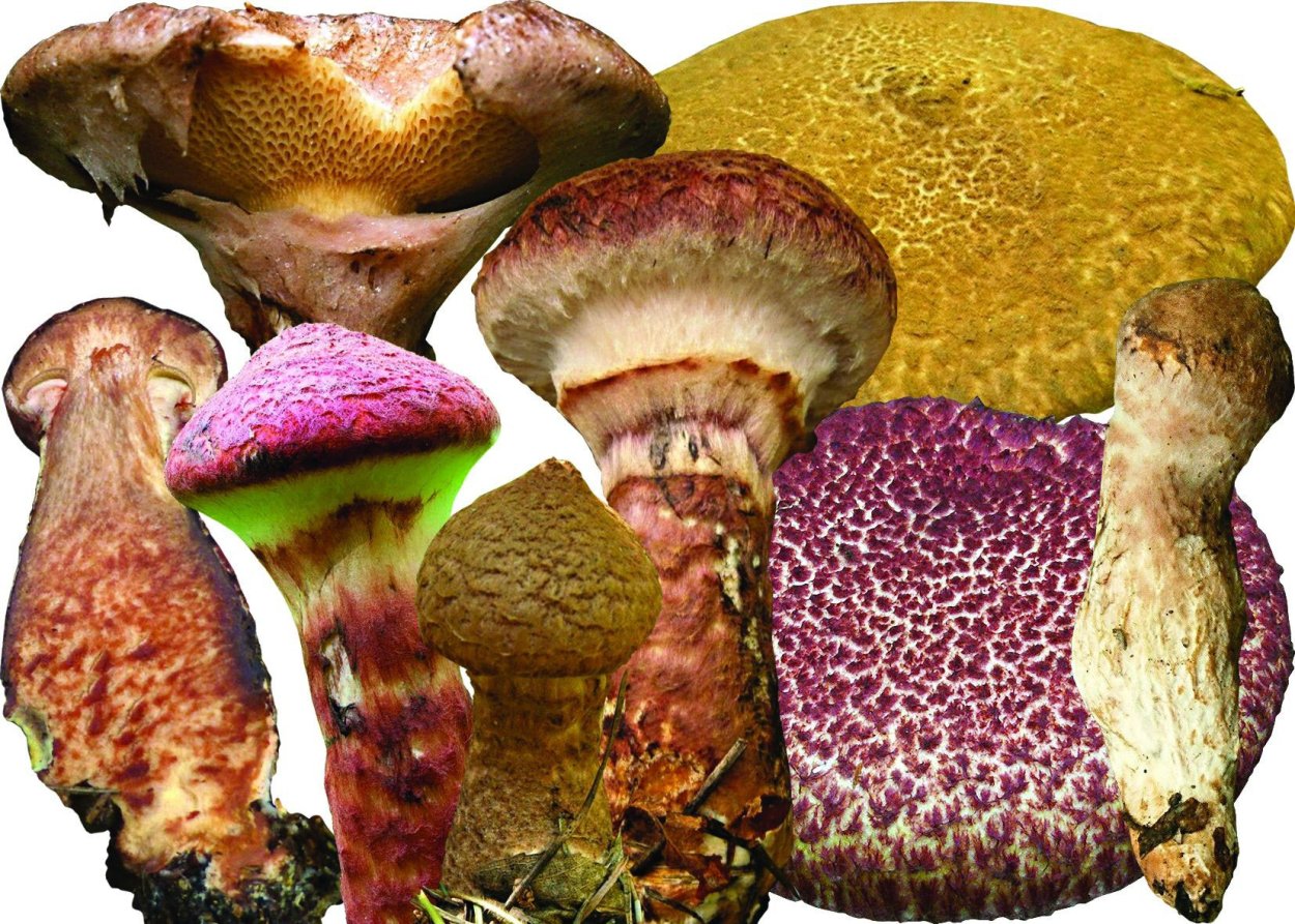 Маслёнок Спрэга